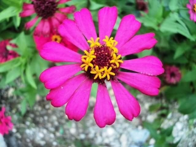 Blooming-@juliank's Photocontest, Colourful Photography