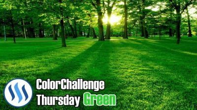 ColorChallange - Thursday Green - tree is Green