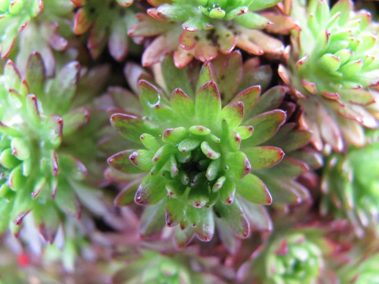 Macro Photography: Spring Green!