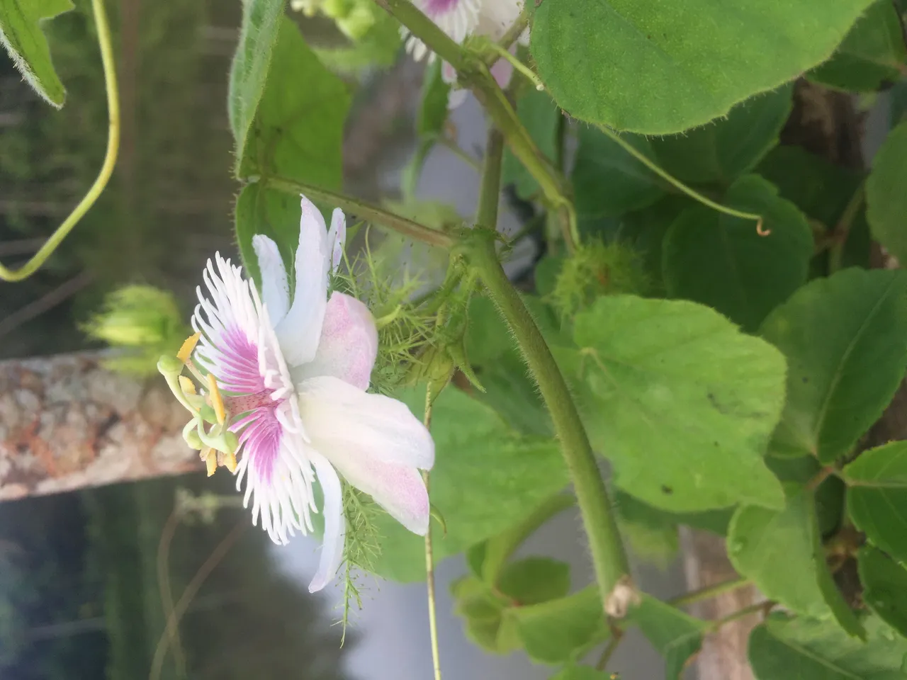 The flower in the morning