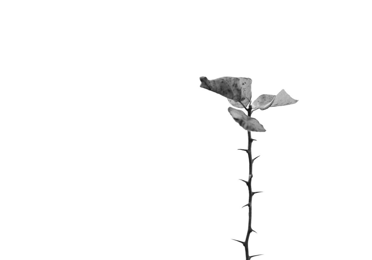 #Seven day black and white challenge｜Day.07