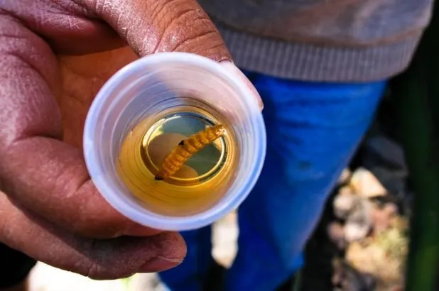 Mexico seizes mezcal bottles with snakes, reptiles inside