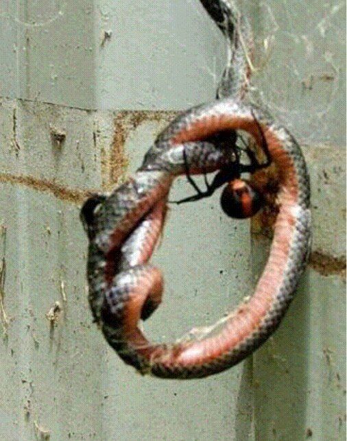 Spiders are more deadly than snakes? These 10 photos are proof!