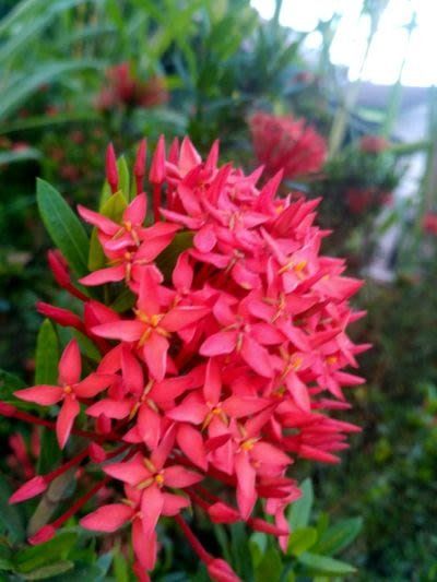 the beauty of flowers