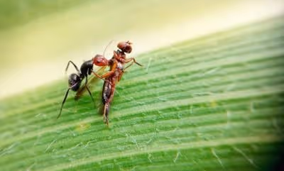 Fighting Ant