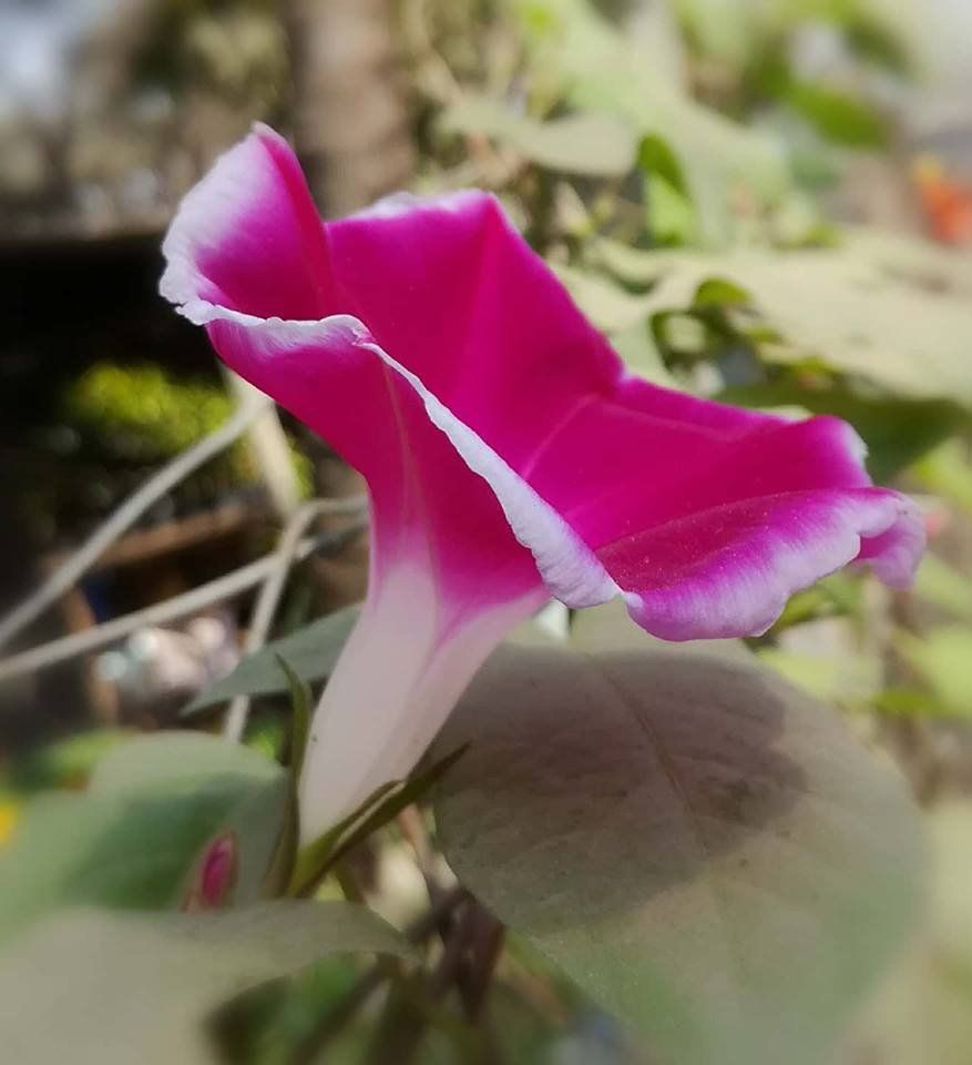 Natural Photography of Beautiful Flower
