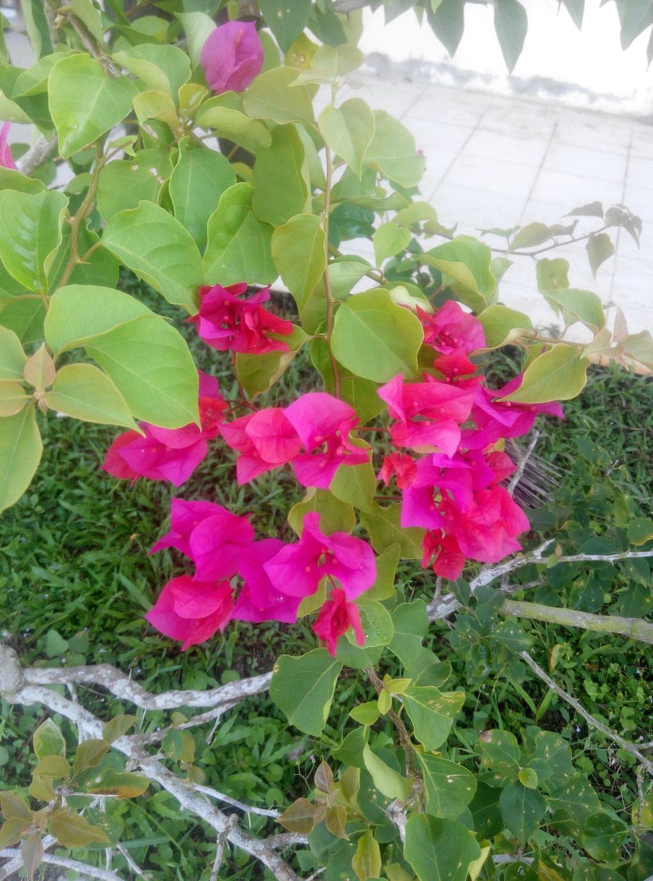 beautiful paper flowers