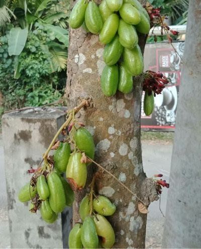 Buah Belimbing