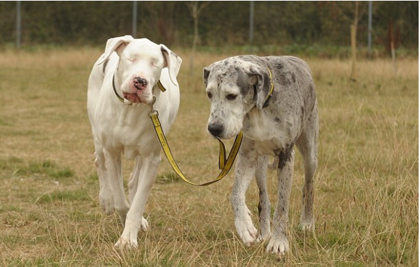 Friends forever: - Lilly, left, Madison are being redirected while walking with the right.