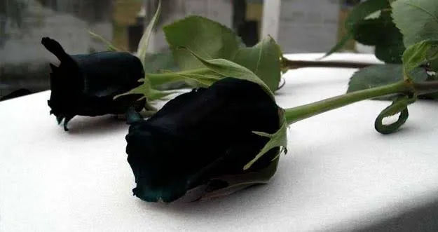 Mawar hitam