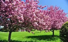 Contest#23-SPRING Contest- Let's Check Your BeautFull Experience