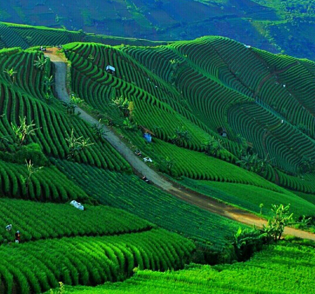 Onions Plantations at Majalengka