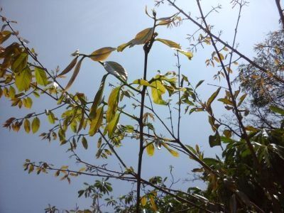 Tropical Botany 14