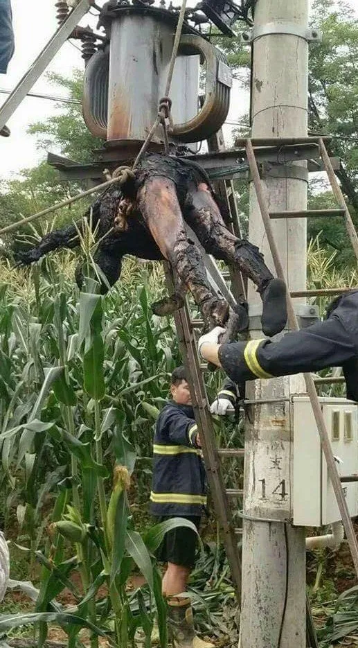 An accident by electricity