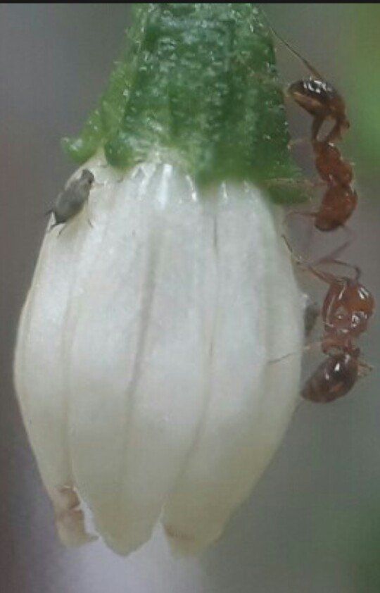 ant eat whatever it is