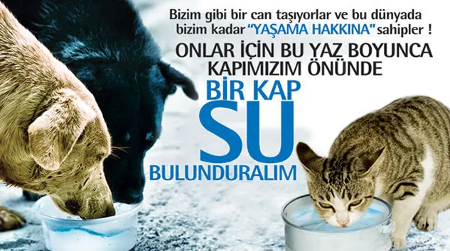 Sokaklardaki Dostlar Aç Gezmesin [Cointurk 20. Projesi] Mehmet Ali#8236