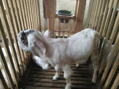 intensive goat breeding and income analysis