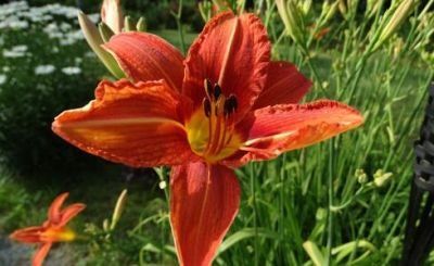 Everyday uncopyrighted flowers wish #part4