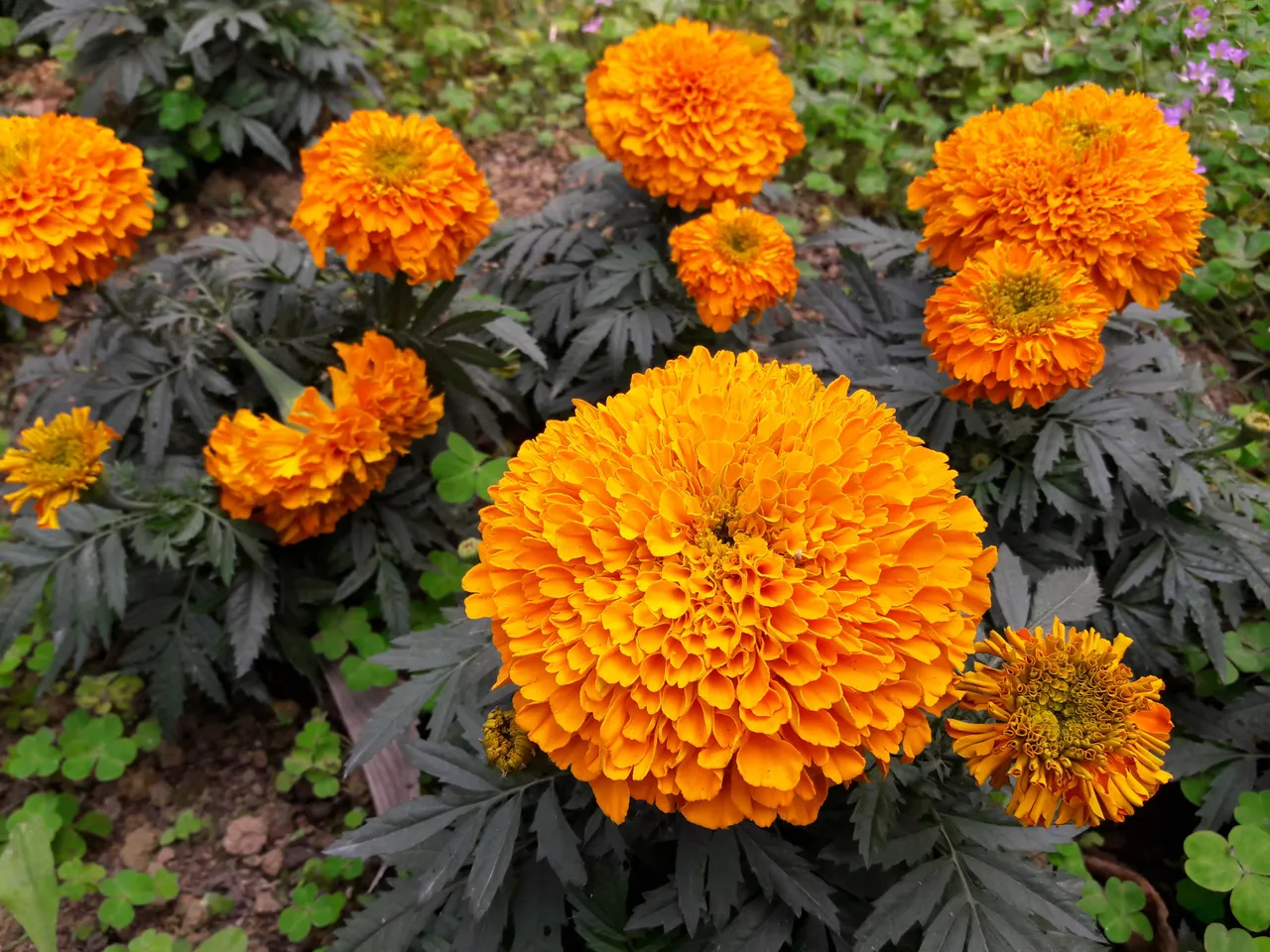 Tuesday color challenge orange