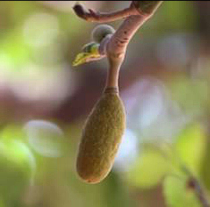 natural fruit.. .that's campus fruit 