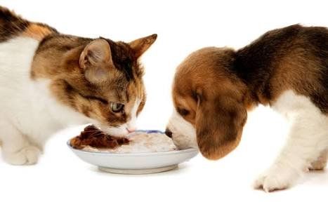 Basic tips for keeping healthy pets
