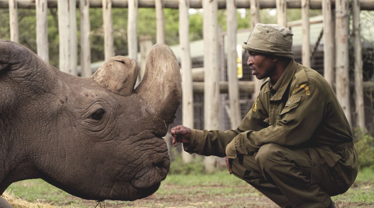 "Sudan" the Last Rhinos in the World