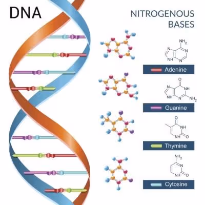 APPLICATION  OF  BLOOD  GROUP SYSTEM  AND DNA FINGER PRINTING 