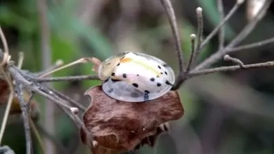 unique animal small and nice