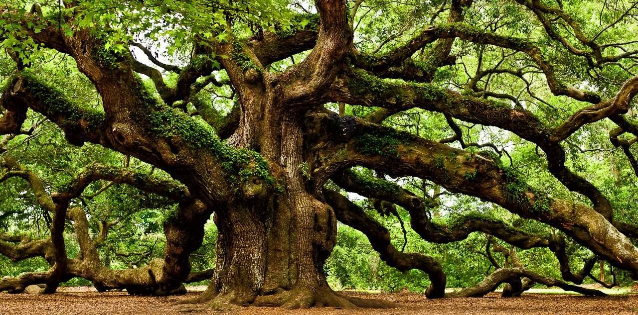 Tips of a tree