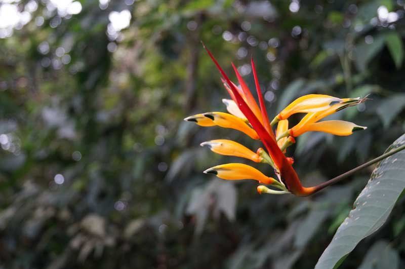Macrophotography Contest - Flower
