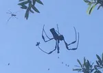 Spider Drama