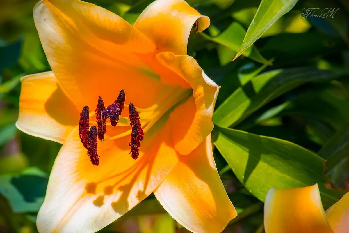 Magic lilies