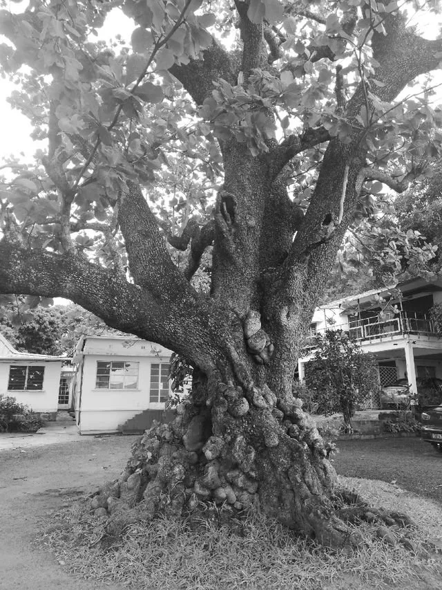 Tree Tuesday 🌲 @old-guy-photos 