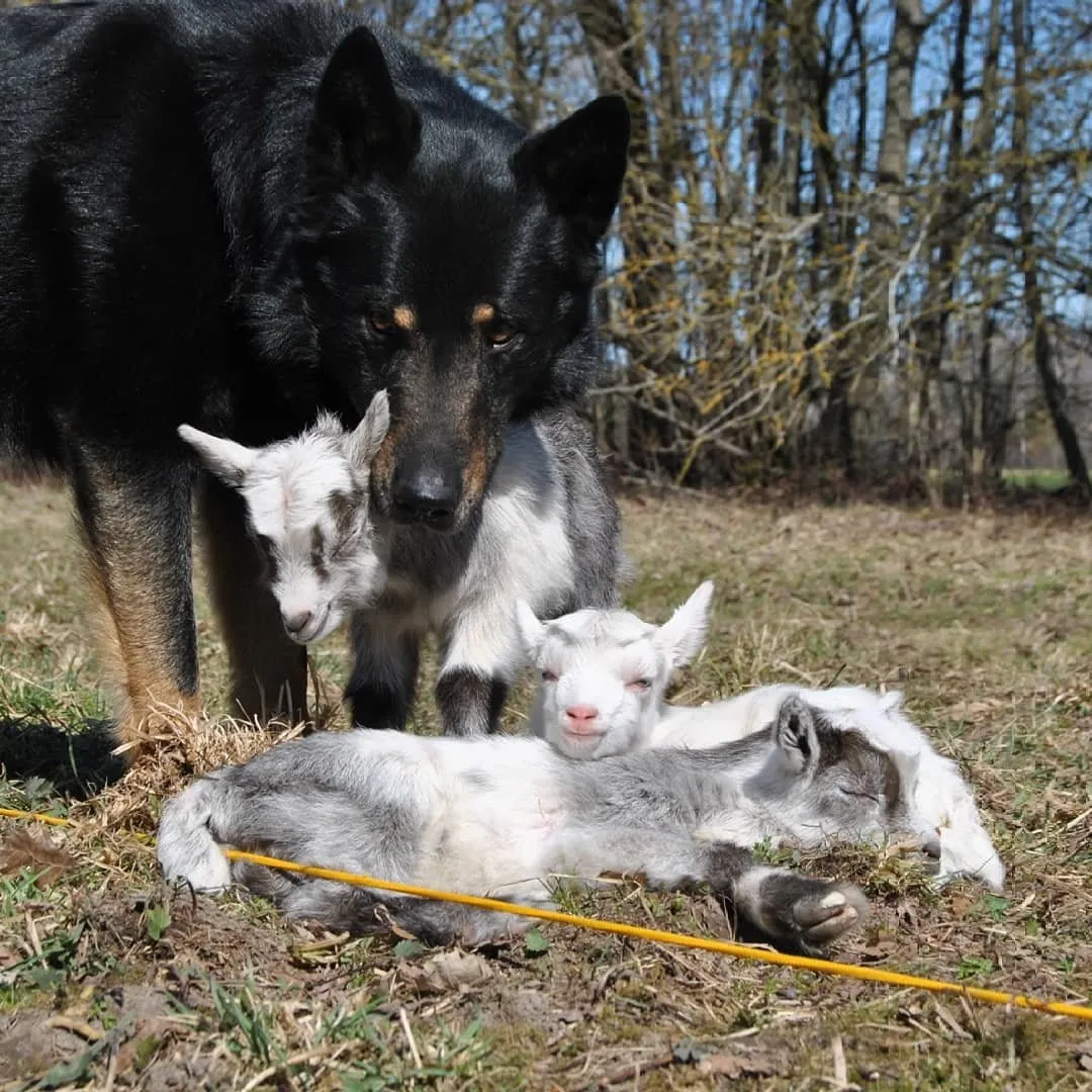 There are also goats and newborn kids...as you can see, Jeb likes to photobomb :)