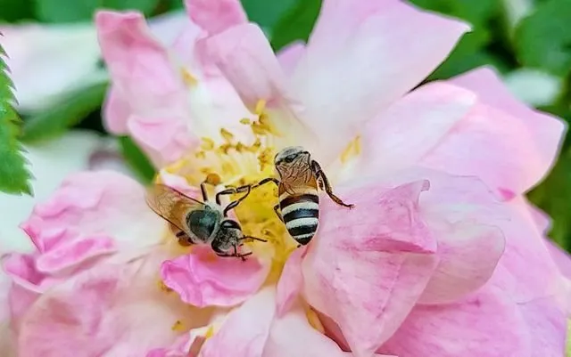bees flower photography   Today I went to travel to a natural family park Wow there ...