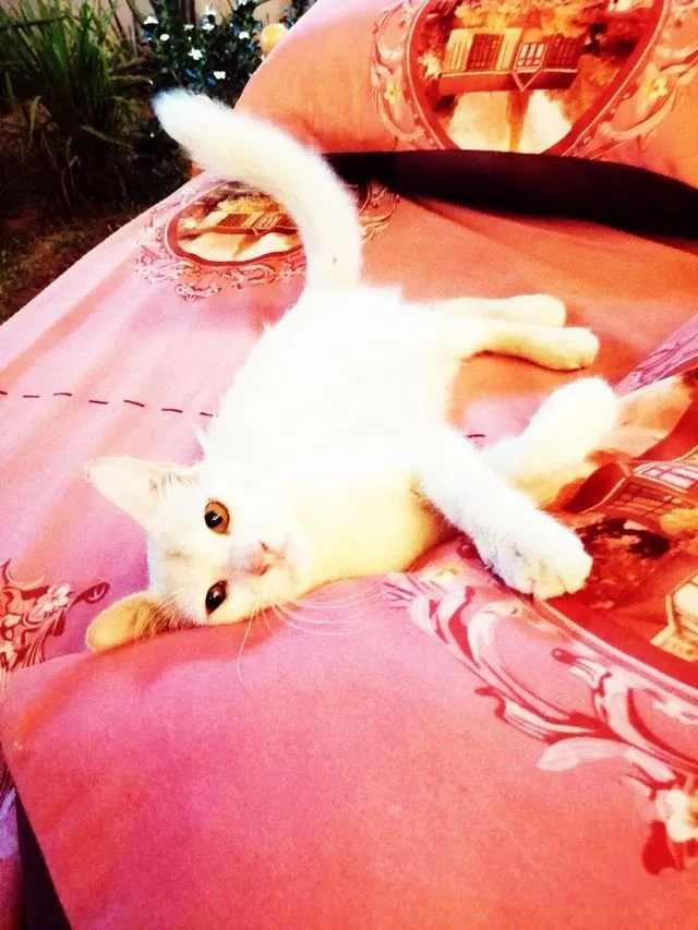 CATURDAY - WHITEY UPDATE  He is so spoiled cat lying on the bed for our visitors ...