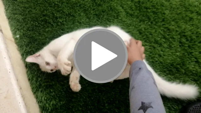 Caturday for Whitey Update  We can't resist how playful he is with us and all the  ...