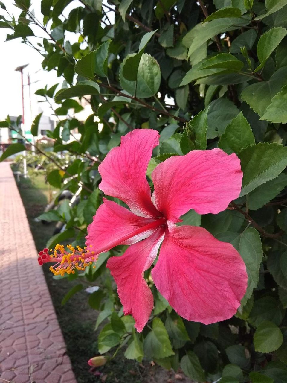 Hibiscus