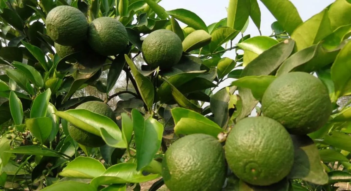 Malta cultivation has become common in East Pakistan on a daily basis