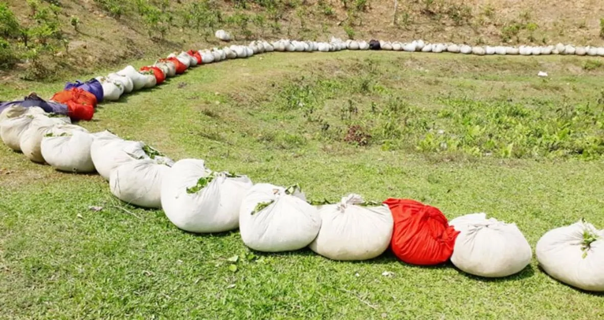 Drying new buds in tea gardens Tea workers are busy busy making bud time.  | life and nature