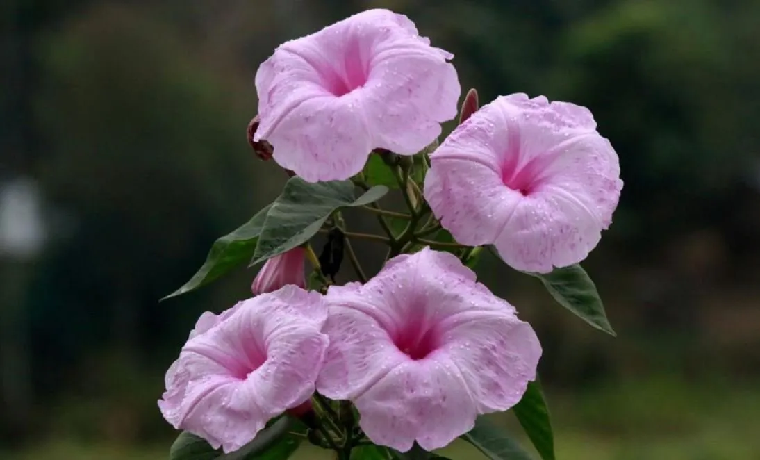 Most of the sight of the village on the facet of the road is that the Drill Flower Flowers