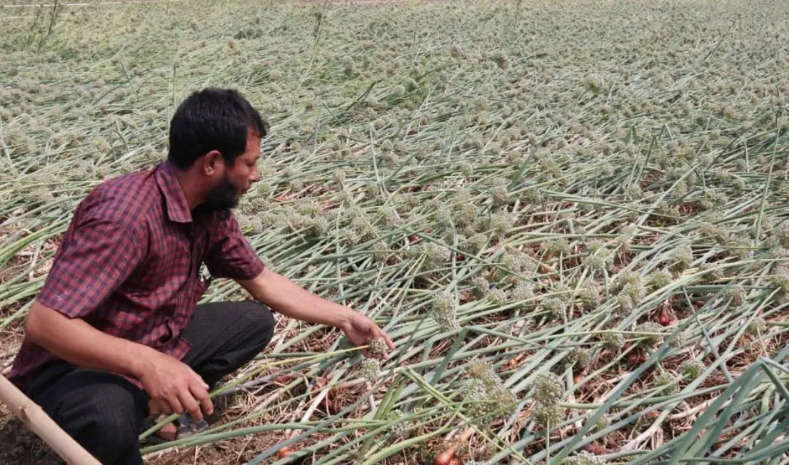 within the severe storm, the onion onion was destroyed in Faridpur.