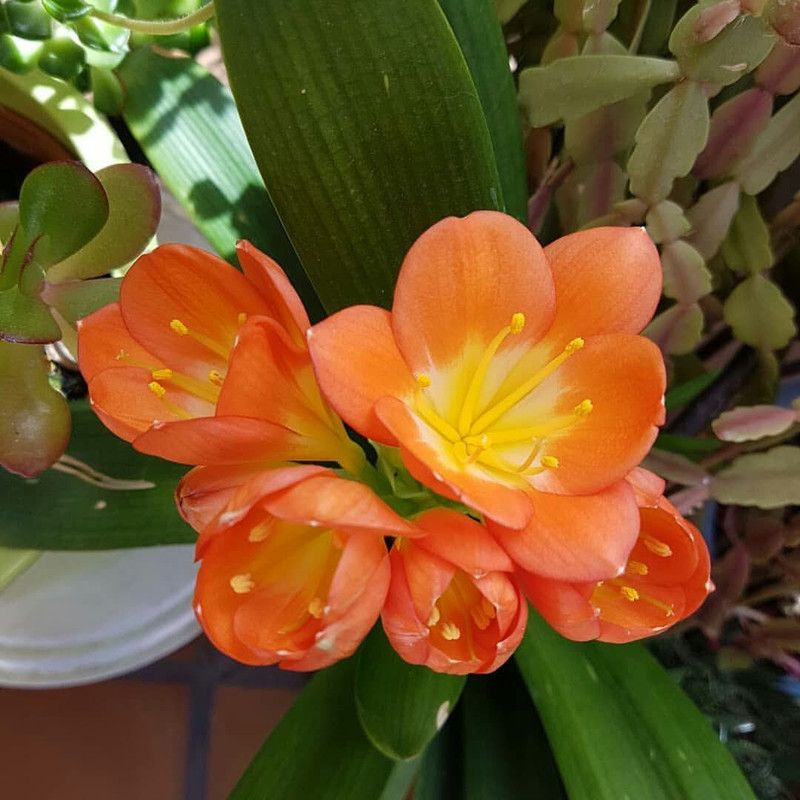 📸 ColorChallenge TuesdayOrange:  Beautifu flower 