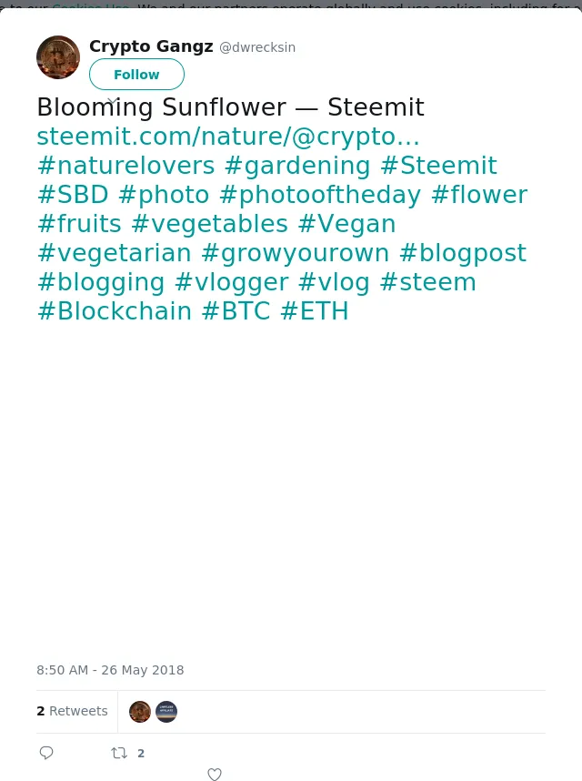 RT @dwrecksin: Blooming Sunflower — Steemit