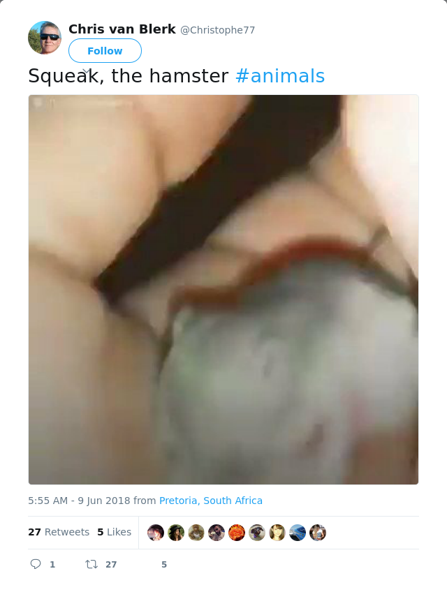 RT @Christophe77: Squeak, the hamster #animals