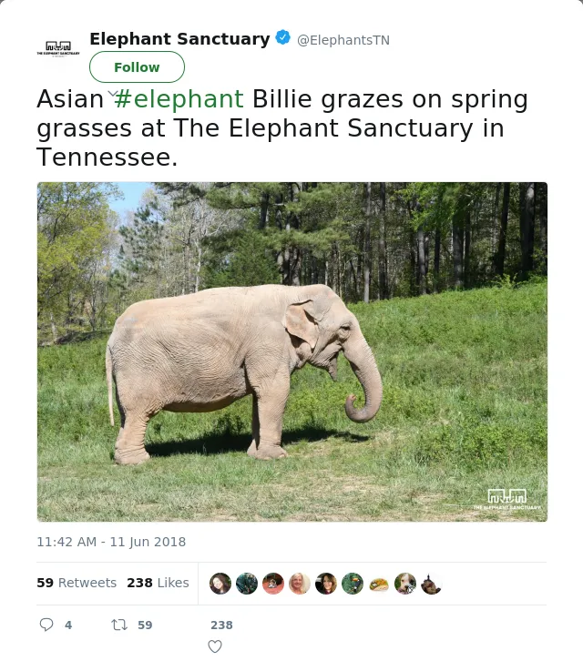 RT @ElephantsTN: Asian #elephant Billie grazes on spring grasses at The Elephant Sanctuary in Tennessee.