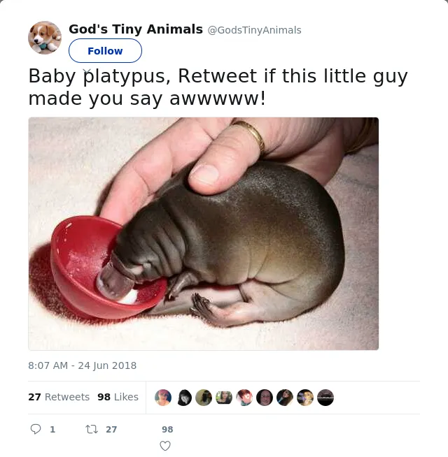 RT @GodsTinyAnimals: Baby platypus, Retweet if this little guy made you say awwwww!