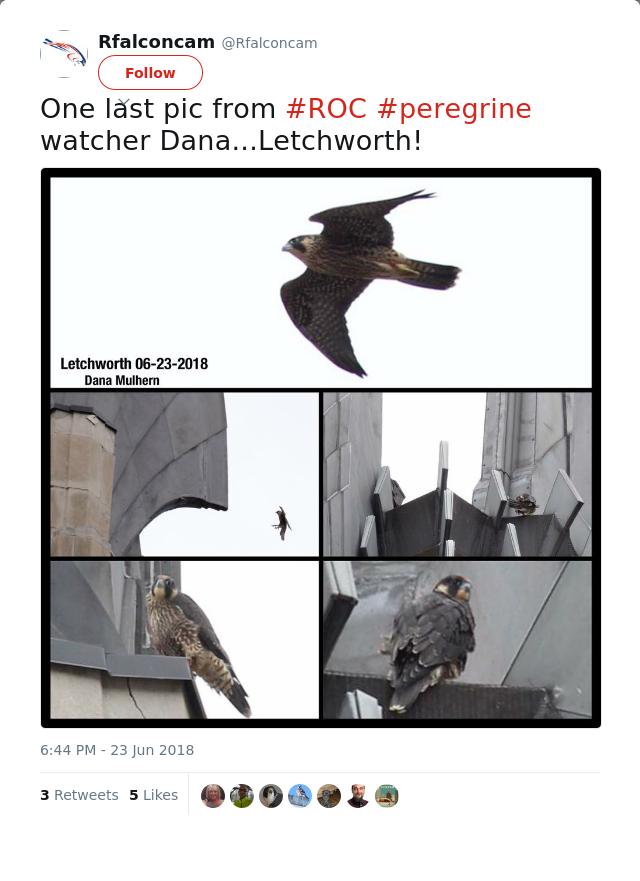 RT @Rfalconcam: One last pic from #ROC #peregrine watcher Dana...Letchworth!