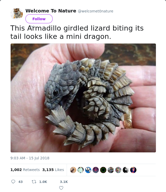 RT @welcomet0nature: This Armadillo girdled lizard biting its tail looks like a mini dragon.