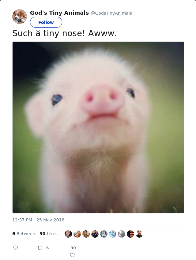 RT @GodsTinyAnimals: Such a tiny nose! Awww.